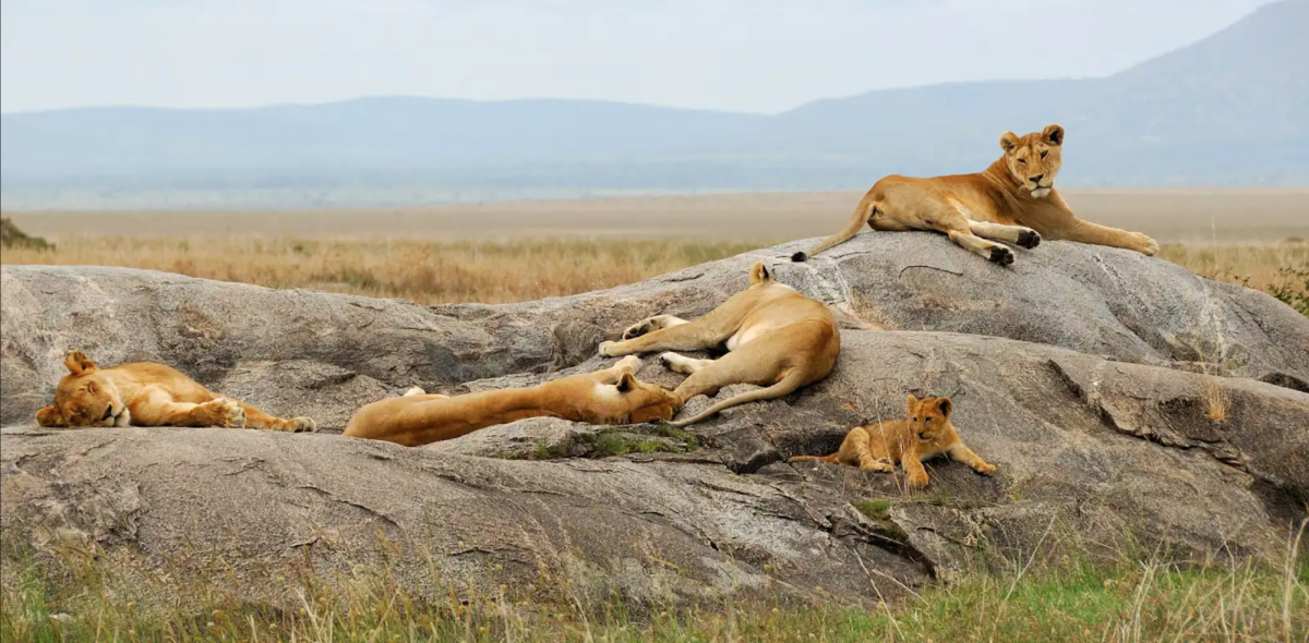 A pride of African lions lounging on the large rocks spanning the savannah.